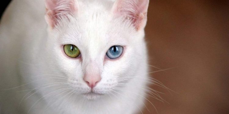 Mèo Khao Manee có xuất xứ từ đất nước Thái Lan