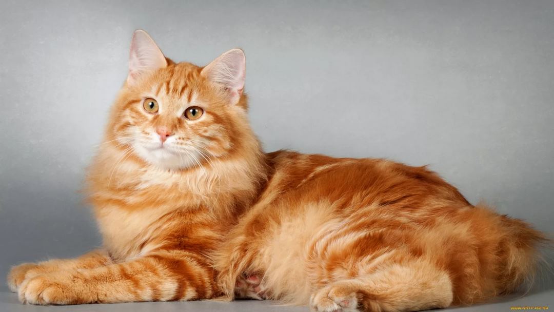 Sự sang trọng toán lên từ chú mèo mèo Maine Coon