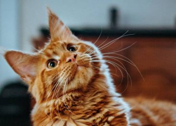 Giống mèo Maine Coon thích sống môi trường lạnh như Bắc Mỹ