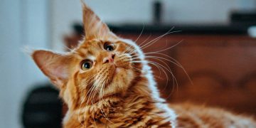 Giống mèo Maine Coon thích sống môi trường lạnh như Bắc Mỹ