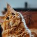 Giống mèo Maine Coon thích sống môi trường lạnh như Bắc Mỹ