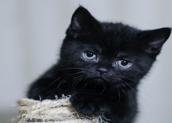 Mèo mun là giống mèo mang vẻ đẹp huyền bí