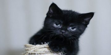 Mèo mun là giống mèo mang vẻ đẹp huyền bí