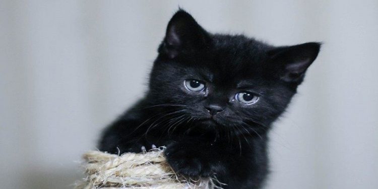 Mèo mun là giống mèo mang vẻ đẹp huyền bí