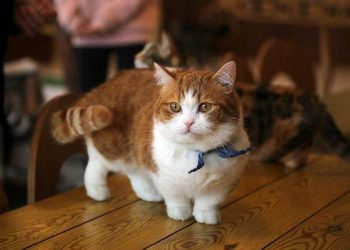 Sự đáng yêu vô đối của chú mèo Munchkin