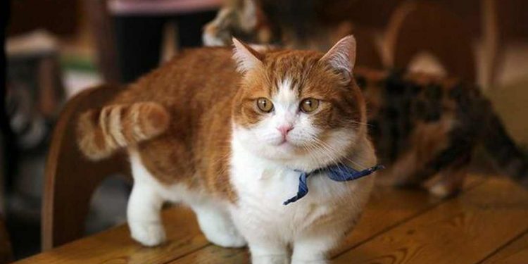 Sự đáng yêu vô đối của chú mèo Munchkin