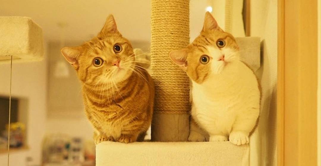 Những điều cần phải note lại khi nuôi Munchkin cat