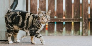 Mèo mướp hoa văn cổ điển