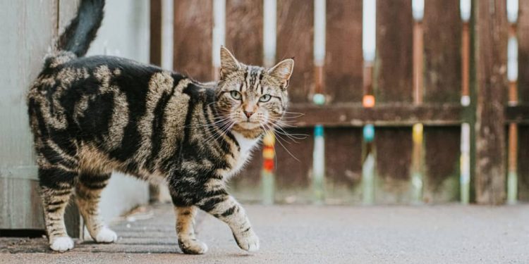 Mèo mướp hoa văn cổ điển