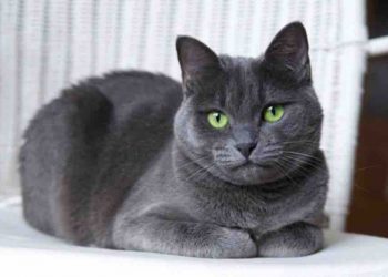 Giống mèo Nga không bị kén ăn