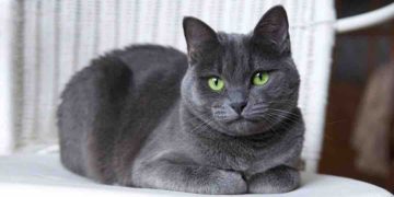 Giống mèo Nga không bị kén ăn