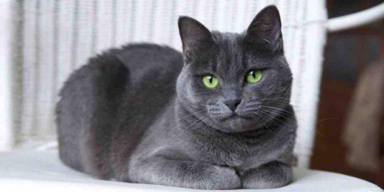Giống mèo Nga không bị kén ăn