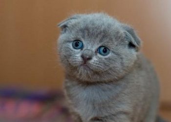 Mèo Scottish được tạo ra nhờ sự biến đổi gen tự nhiên 