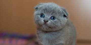 Mèo Scottish được tạo ra nhờ sự biến đổi gen tự nhiên 