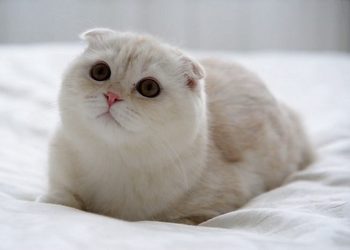 Mèo Scottish thích ăn cá và pate mèo 