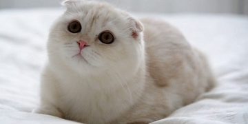 Mèo Scottish thích ăn cá và pate mèo 