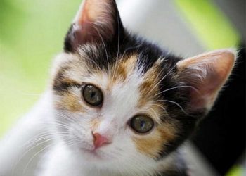 Đặc điểm bên ngoài của những bé mèo Tam Thể