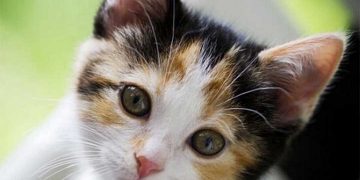 Đặc điểm bên ngoài của những bé mèo Tam Thể