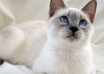 Những chú mèo Xiêm cũng cần vệ sinh thường xuyên