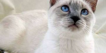 Những chú mèo Xiêm cũng cần vệ sinh thường xuyên