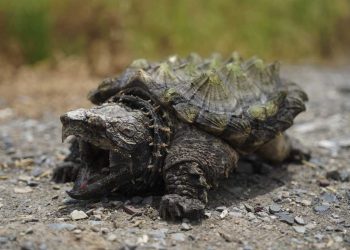 Lưu ý thời tiết để có thể chăm sóc rùa phát triển tốt nhất