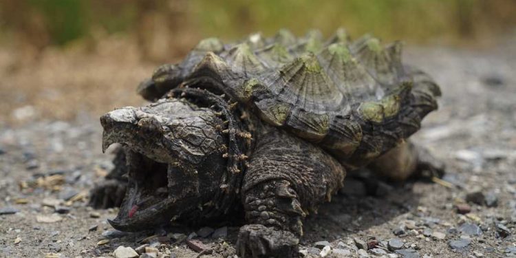 Lưu ý thời tiết để có thể chăm sóc rùa phát triển tốt nhất