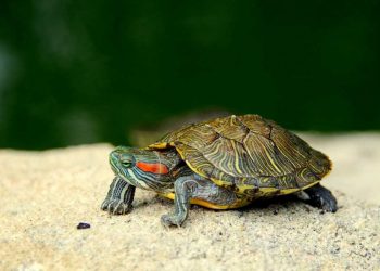 Rùa tai đỏ xuất hiện lần đầu tiên tại khu vực Bắc Mỹ