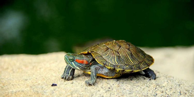 Rùa tai đỏ xuất hiện lần đầu tiên tại khu vực Bắc Mỹ