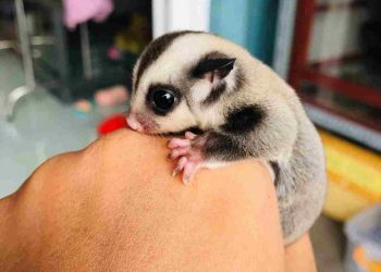 Sóc bay hay còn được gọi với cái tên khoa học là Petaurus Breviceps