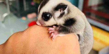 Sóc bay hay còn được gọi với cái tên khoa học là Petaurus Breviceps