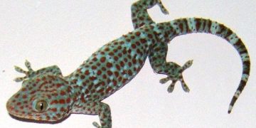 Tắc kè trong y học có tên gọi là Đại Bích Hổ