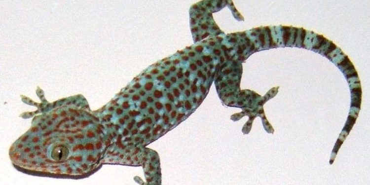 Tắc kè trong y học có tên gọi là Đại Bích Hổ
