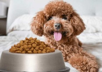 Tuyệt đối tránh cho chó tiếp cận thức ăn của người