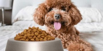 Tuyệt đối tránh cho chó tiếp cận thức ăn của người