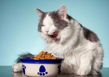 Thức ăn cho mèo con dưới 12 tháng tuổi phải là loại riêng