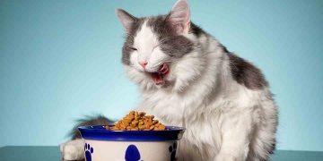 Thức ăn cho mèo con dưới 12 tháng tuổi phải là loại riêng