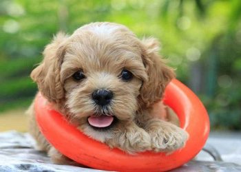 Giai đoạn 2 tháng tuổi