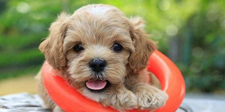 Giai đoạn 2 tháng tuổi