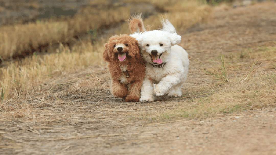 Cách chăm sóc & vệ sinh chó Poodle