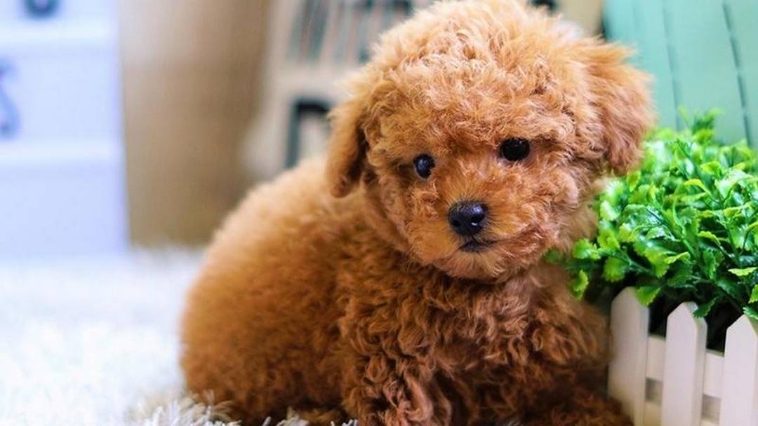 Lưu ý trong cách nuôi chó Poodle