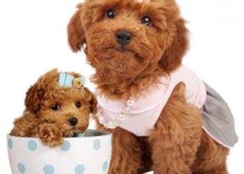 Giống chó Poodle có chi phí khá cao nếu muốn sở hữu.