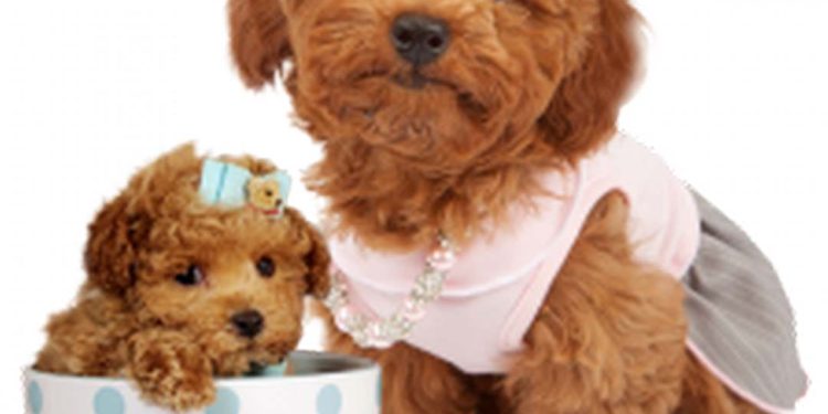 Giống chó Poodle có chi phí khá cao nếu muốn sở hữu.