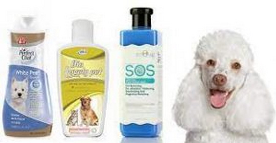 Chi phí chăm sóc sức khỏe và sữa tắm cho Poodle