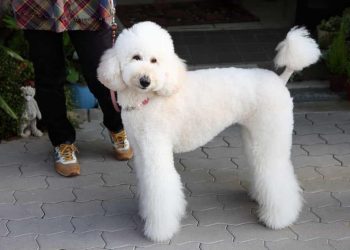 Chó Standard Poodle (Size lớn)