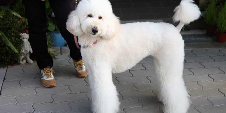 Chó Standard Poodle (Size lớn)