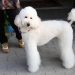 Chó Standard Poodle (Size lớn)