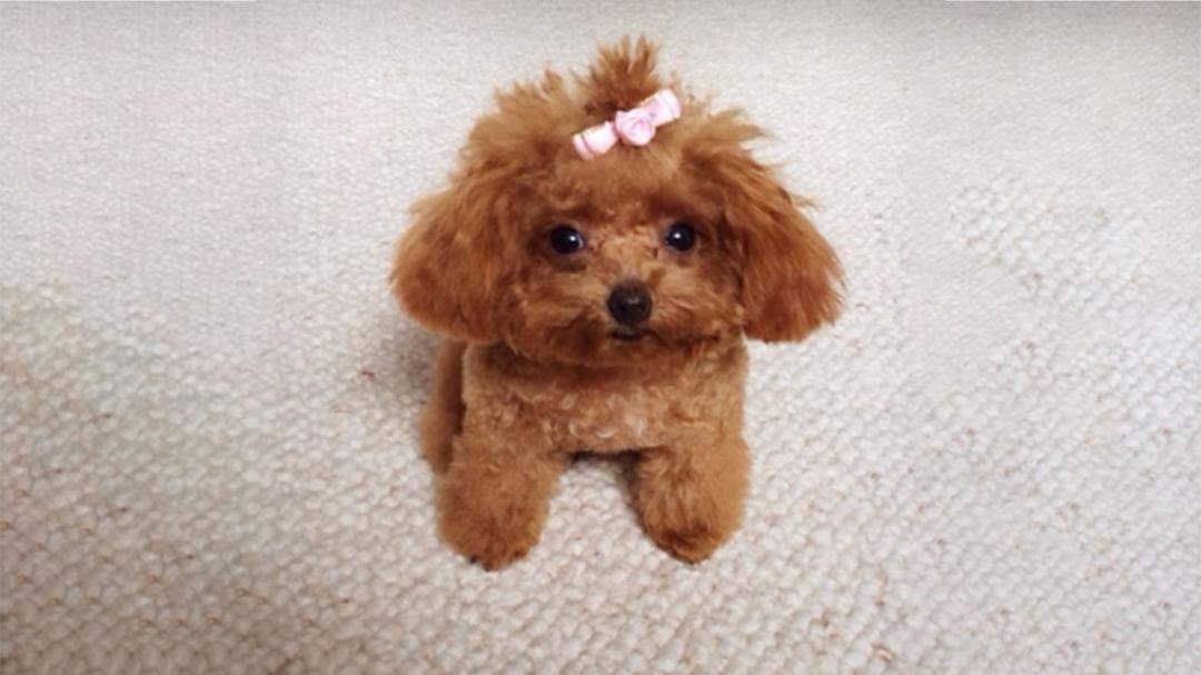 Chó Poodle Miniature (Poodle mini)