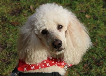 Chó Poodle màu trắng