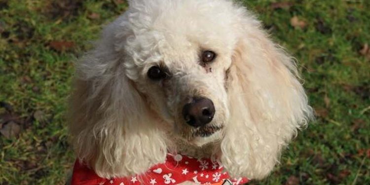 Chó Poodle màu trắng