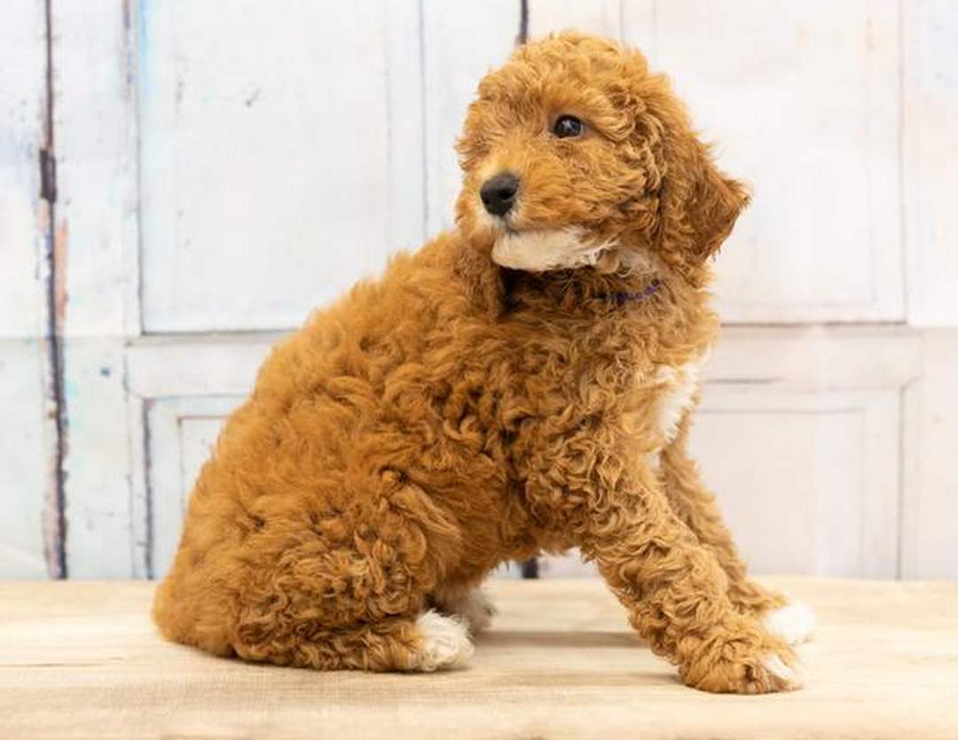 Các màu lông của chó Poodle nổi tiếng hiện nay